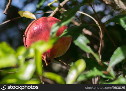 Pomegranate is a very special fruit that represents an authentic concentration of beneficial properties, so much so that it is considered a real superfood!S