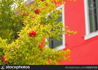 Pomegranate tree with ripe fruits near house&#xA;