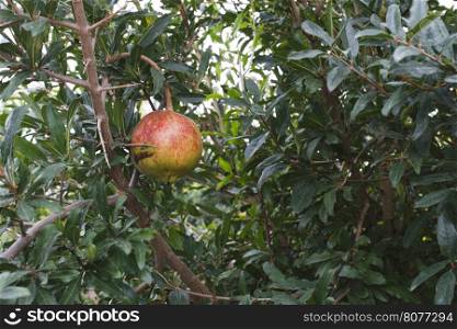 Pomegranate trees with fruits