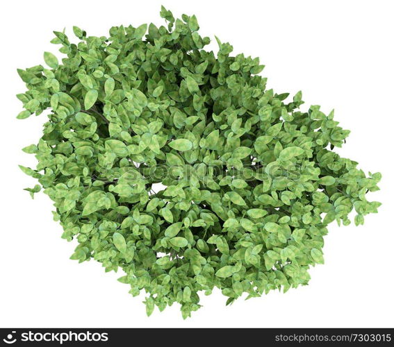 pomelo tree isolated on white background. top view. 3d illustration