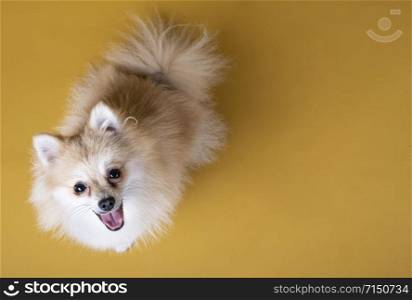pomeranian breed dog looking up on yellow background
