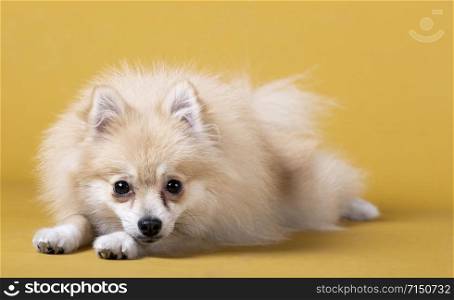 Pomeranian breed dog lying with its head attached to the front legs on a yellow background