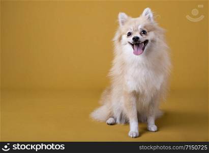 Pomeranian breed dog lying with its head raised and sticking out its tongue on yellow background