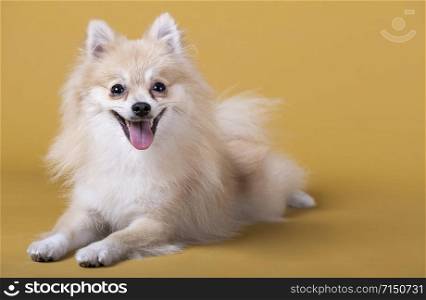 Pomeranian breed dog lying with its head raised and sticking out its tongue on yellow background