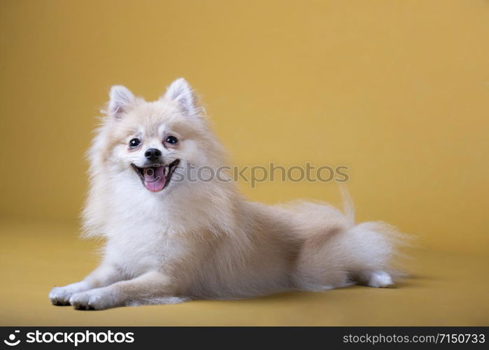 Pomeranian breed dog lying with its head raised and sticking out its tongue on yellow background