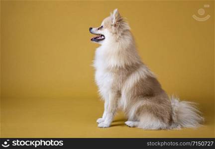 pomeranian breed dog sitting and looking to the left