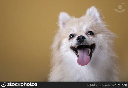 Pomeranian breed dog with open mouth and tongue out