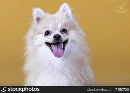 Pomeranian breed dog with open mouth and tongue out