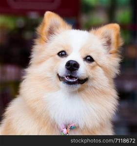 Pomeranian Chihuahua mix dog with brown Sarawasi standing looking forward.