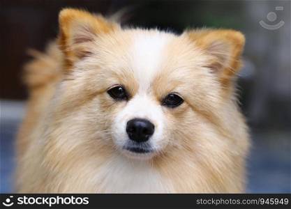 Pomeranian Chihuahua mix dog with brown Sarawasi standing looking forward.