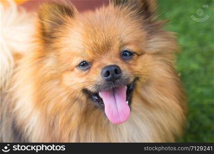Pomeranian dog and his beautiful smile