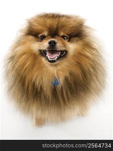 Pomeranian dog full-length portrait.