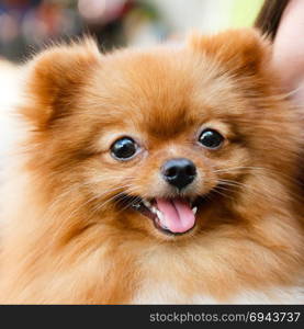 Pomeranian dog in woman&rsquo;s arm.