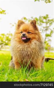 Pomeranian dog on green grass