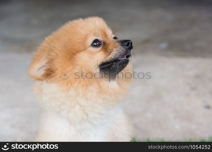 Pomeranian dog on green grass look me