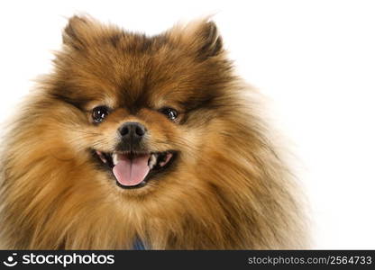 Pomeranian dog portrait.