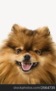 Pomeranian dog portrait.