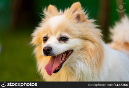 Pomeranian dog with tongue out closeup portrait. Dog in summer background. Pomeranian dog with tongue out closeup portrait.
