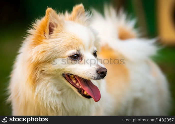 Pomeranian dog with tongue out closeup portrait. Dog in summer background. Pomeranian dog with tongue out closeup portrait.