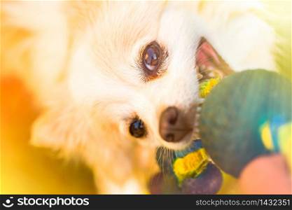 Pomeranian pulls Toy in Tug-of-War Game. Dog themed background. Pomeranian pulls Toy in Tug-of-War Game.
