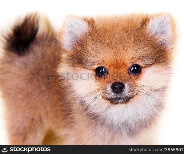 Pomeranian puppy