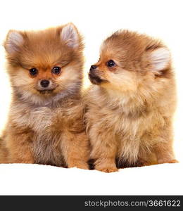 Pomeranian puppy