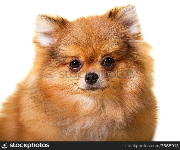 Pomeranian puppy