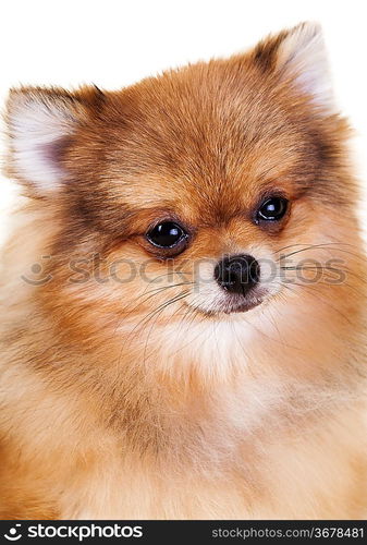 Pomeranian puppy