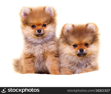 Pomeranian puppy