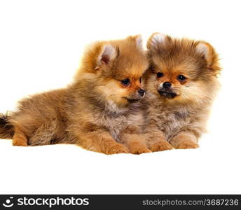 Pomeranian puppy