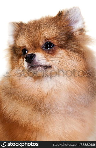 Pomeranian puppy