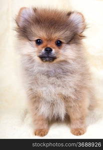 Pomeranian puppy