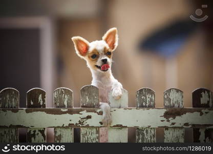 pomeranian puppy dog climbing old wood fence use for animals and pets topic