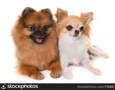 pomeranian spitz and chihuahua in front of white background