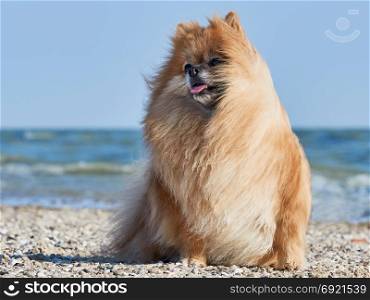 Pomeranian Spitz blown by the wind . Pomeranian Spitz blown by the wind on the seashore
