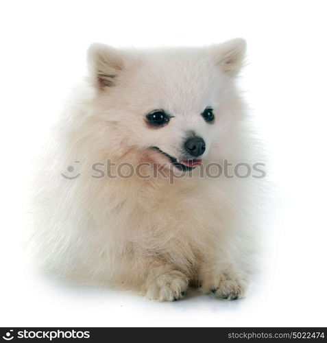 pomeranian spitz in front of white background