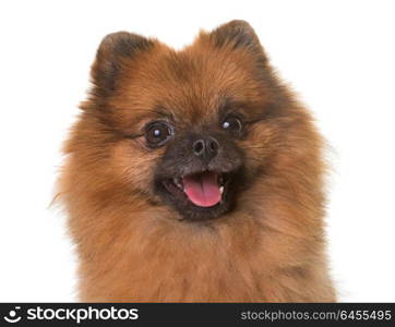 pomeranian spitz in front of white background