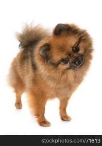 pomeranian spitz in front of white background