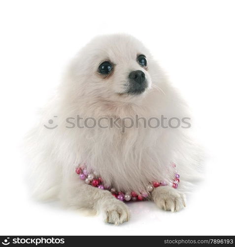 pomeranian spitz in front of white background