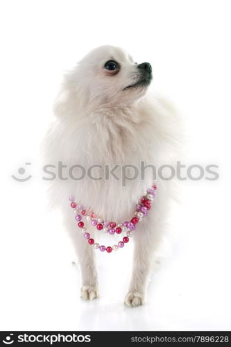 pomeranian spitz in front of white background