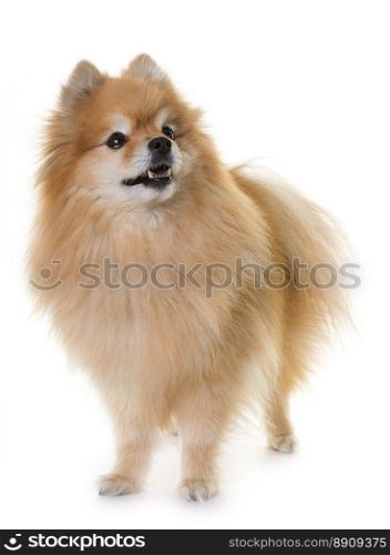 pomeranian spitz  in front of white background