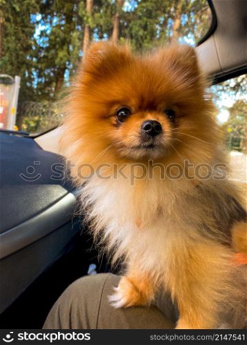 Pomeranian traveling on owner&rsquo;s lap in a car