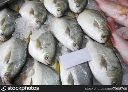 Pomfret fishes cover with ice on sell in Fresh market. Pomfret fishes cover with ice on sell