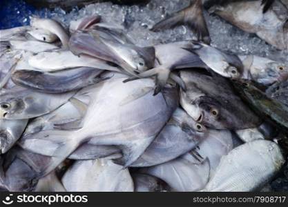 Pomfret fishes cover with ice on sell in Fresh market. White pomfret