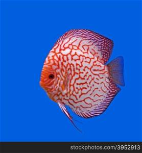 pompadour or symphysodon fish in the aquarium