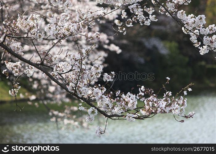Pond and Cherry tree