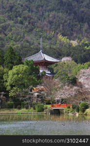 Pond and Cherry tree