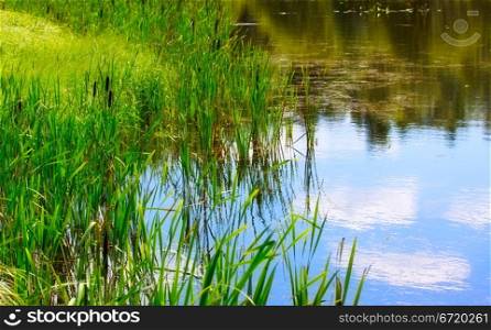 pond and water plants at summer day