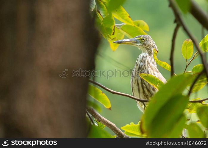 Pond-Heron (Ardeola) perching on a branch in the park. Copy space wallpaper.