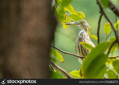 Pond-Heron (Ardeola) perching on a branch in the park. Copy space wallpaper.